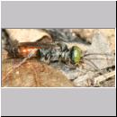 Tachysphex sp - Grabwespe m02b 7mm Sandgrube Niedringhaussee.jpg